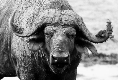 Cape Buffalo 2, Botswana