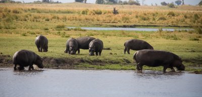Botswana, Chobe NP Hippo 3