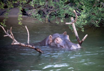 Zambizi, Hippo