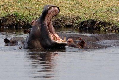 Botswana, Chobe NP, Hippo Yawn 2