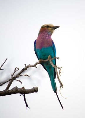 Kruger NP,Purple-Breasted Roller
