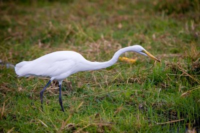 Chobe NP, Great White Egret