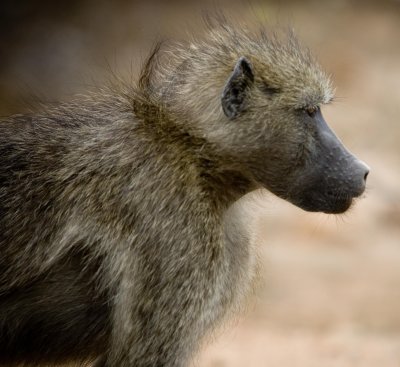 Baboon 4, Kruger NP