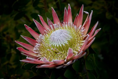 Giant Protea