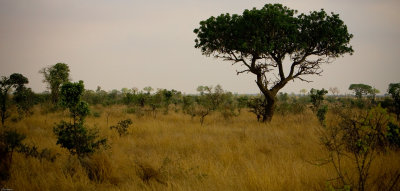 Kruger Savannah