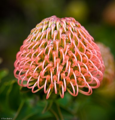 Protea 1 of 1.jpg