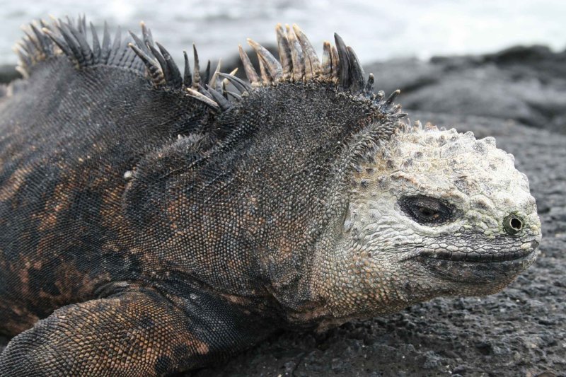 Marine Iguana Isabella