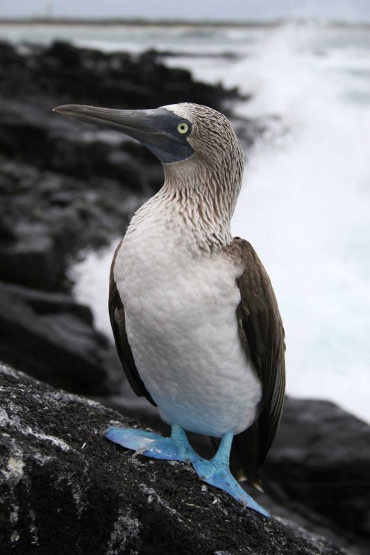 Blue-Footed Boobie