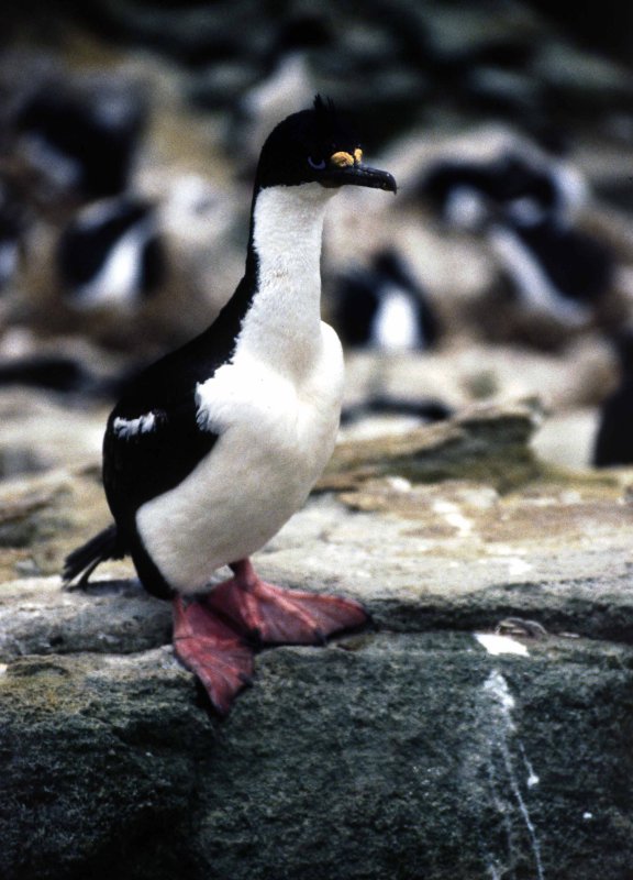 Cormorant Antarctica