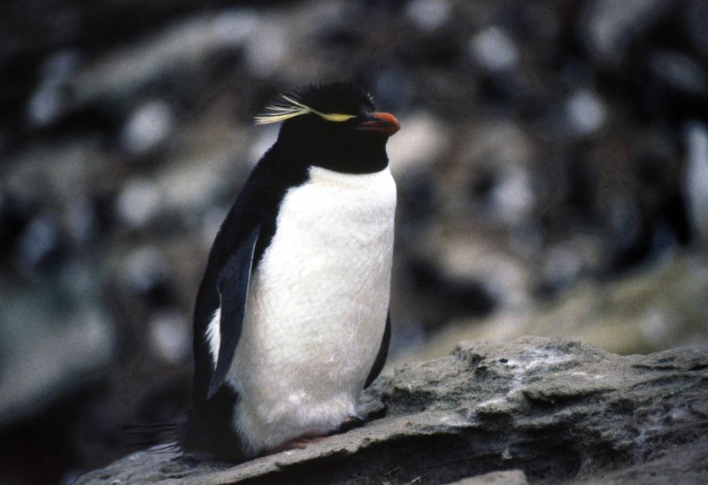 Macaroni Penguin Antarctica