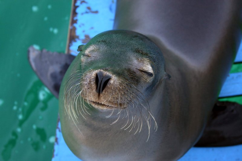 Sealion 2 at St-Bartolome