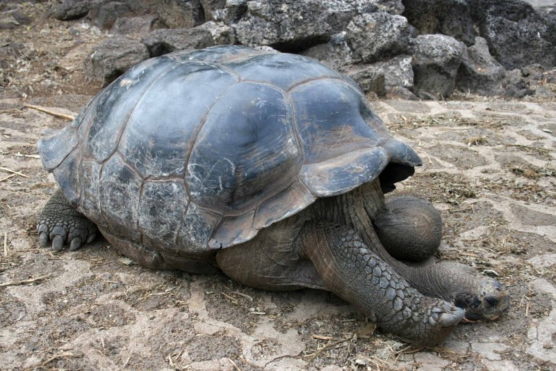 Tortoise after Lunch