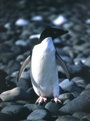 Adele Penguin Antarctica
