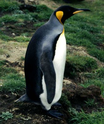 King Penguin Falkland Islands