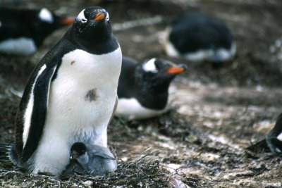 Gentoo Penguins Falkland Islands