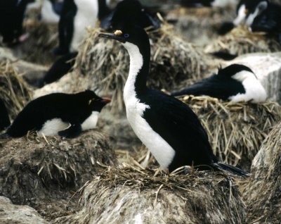 Nesting Cormorant and Penguins