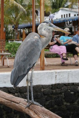 What was the name of that bird?