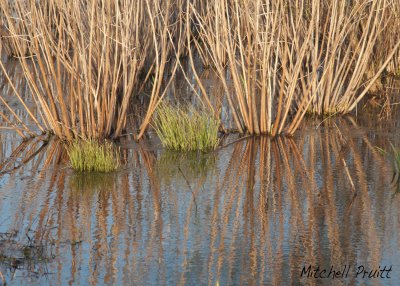 Reflections