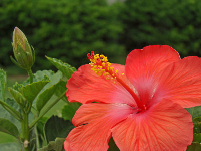 Hibiscus Bud and Bloom