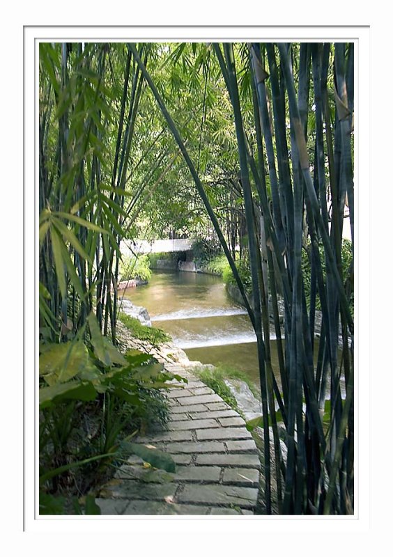 A Creek & Bamboos
