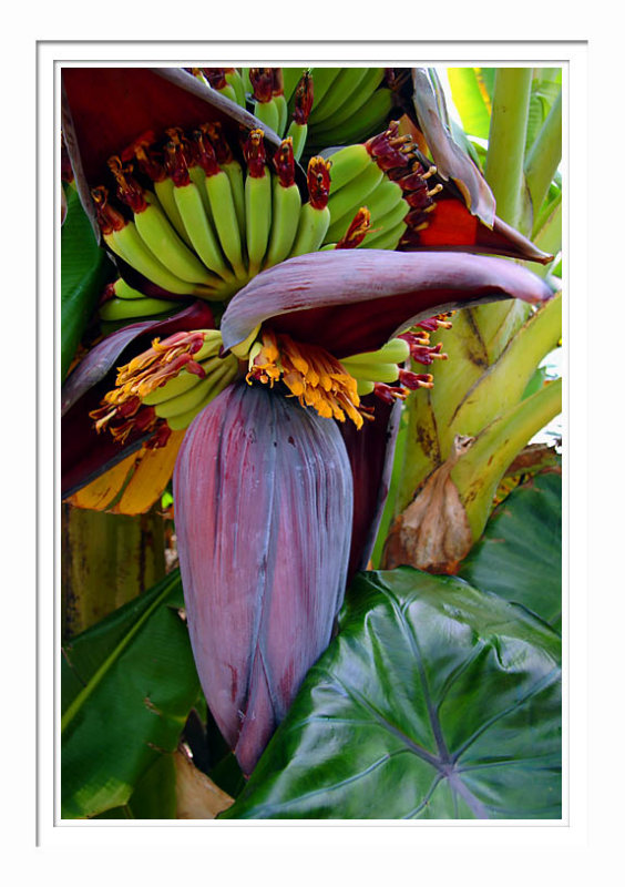 Bananas