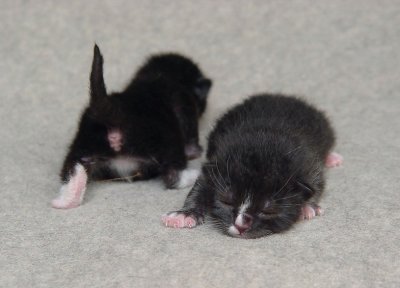 Newborn Kittens Through The First 3 Weeks