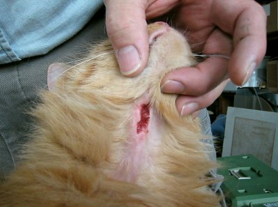 Close up view of open cat bite wound