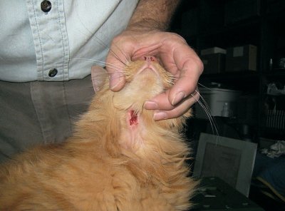 Open cat bite wound