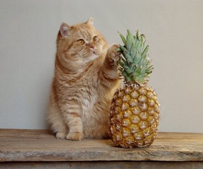 Mortimer + pineapple