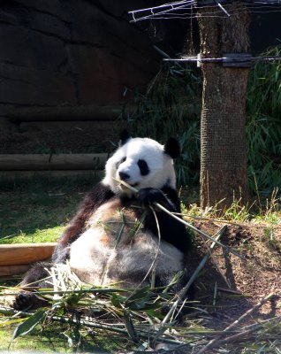 panda eating bamboo zoo atlanta_0607_filtered.jpg