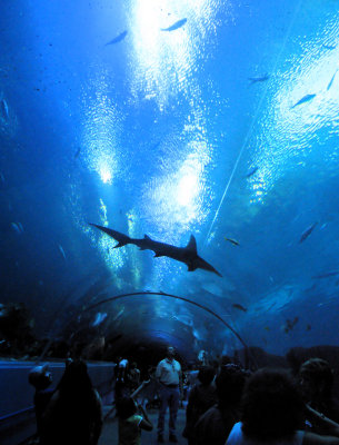 shark atlanta aquarium_0547_filtered.jpg