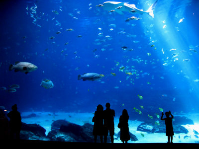 more fish atlanta aquarium_0551 copy_filtered.jpg