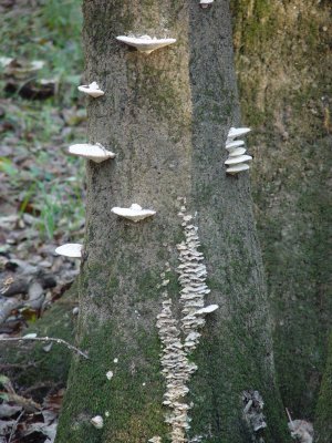 THE HUMIDITY IS GREAT FOR THE GROWING OF FUNGUS