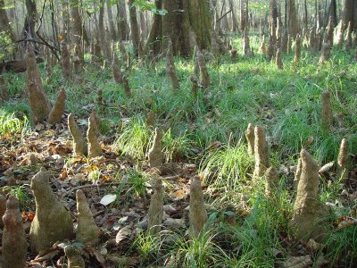 THIS IS ONE OF OUR FAVORITE PICTURES.......CYPRESS KNOBS IN THE SWAMP AT SUNSET