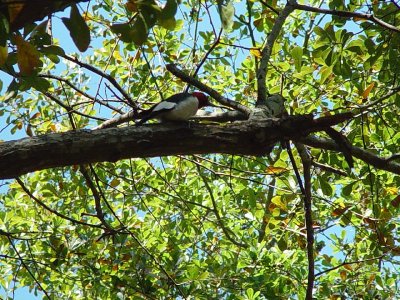 ONE OF THE MANY WOODPECKERS SARA SITED AT SANTEE