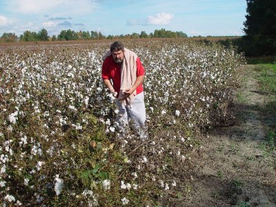 DON TRIED HIS HAND AT PICKING COTTON..................NOT REAL GOOD AT IT