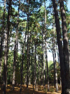 SANTEE STATE PARK