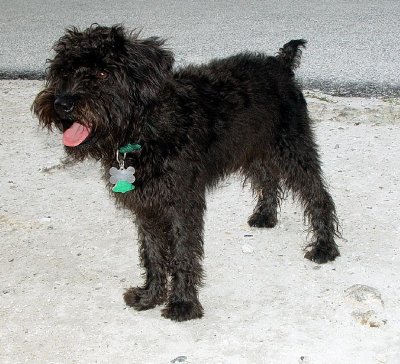 CHARLIE THE BEACH BUM DOG