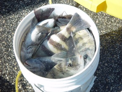 SHEEPHEAD FISHING AT ST PETERSBURG........GREAT EATING