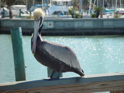 THIS BROWN PELICAN SEEMED TO OWN THE DOCK AT CLEARWATER