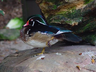 A WOOD DUCK IN ALL ITS SPLENDOR