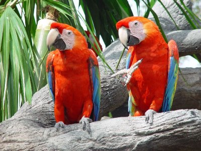 THE PARROTS WERE SO COLORFUL AND LOUD