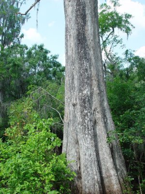 THE CYPRESS TREES WERE UNBELIEVABLE