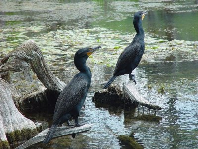 TWO CORMORANTS STOOD AT ATTENTION AS WE PASSED