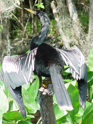 THIS ANHINGA WAS DRYING ITS WINGS IN THE SUN