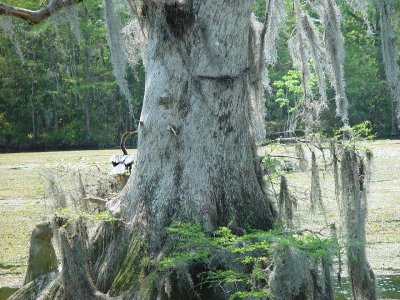 ONE OF THE MANY MASSIVE CYPRESS TREES OF THE WAKULLA RIVER
