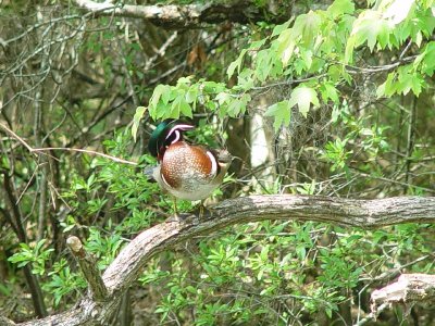 THIS MALE  WOOD DUCK WAS LOOKING FOR A DATE IN ALL HIS FINERY