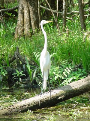 THE MAJESTIC GREAT WHITE HERON