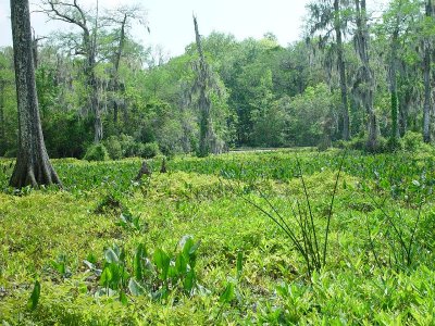 SUCH BEAUTY CAN ONLY BE SEEN AT WAKULLA