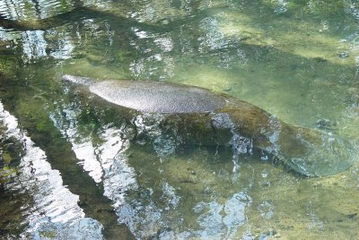 THESE ARE MANATEES IN THE SAFETY OF THE STATE PARK REFUGE